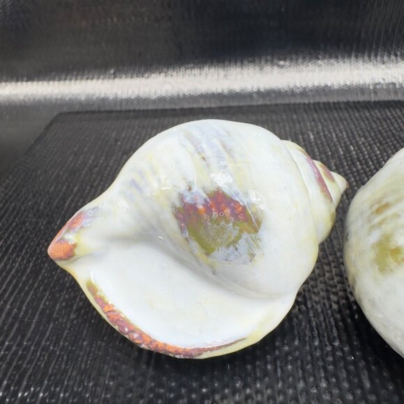 Hand Made Card Holder Stoneware Shell Conch Set 2 Decorative Hand Crafted Figure - Picture 7 of 12